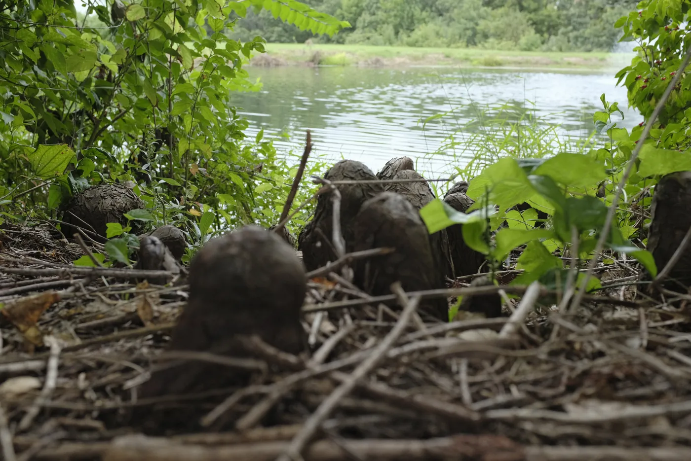 Several bald cypress knees rising out of the ground at the edge of a pond, shot low with the water and far bank out of focus behind them