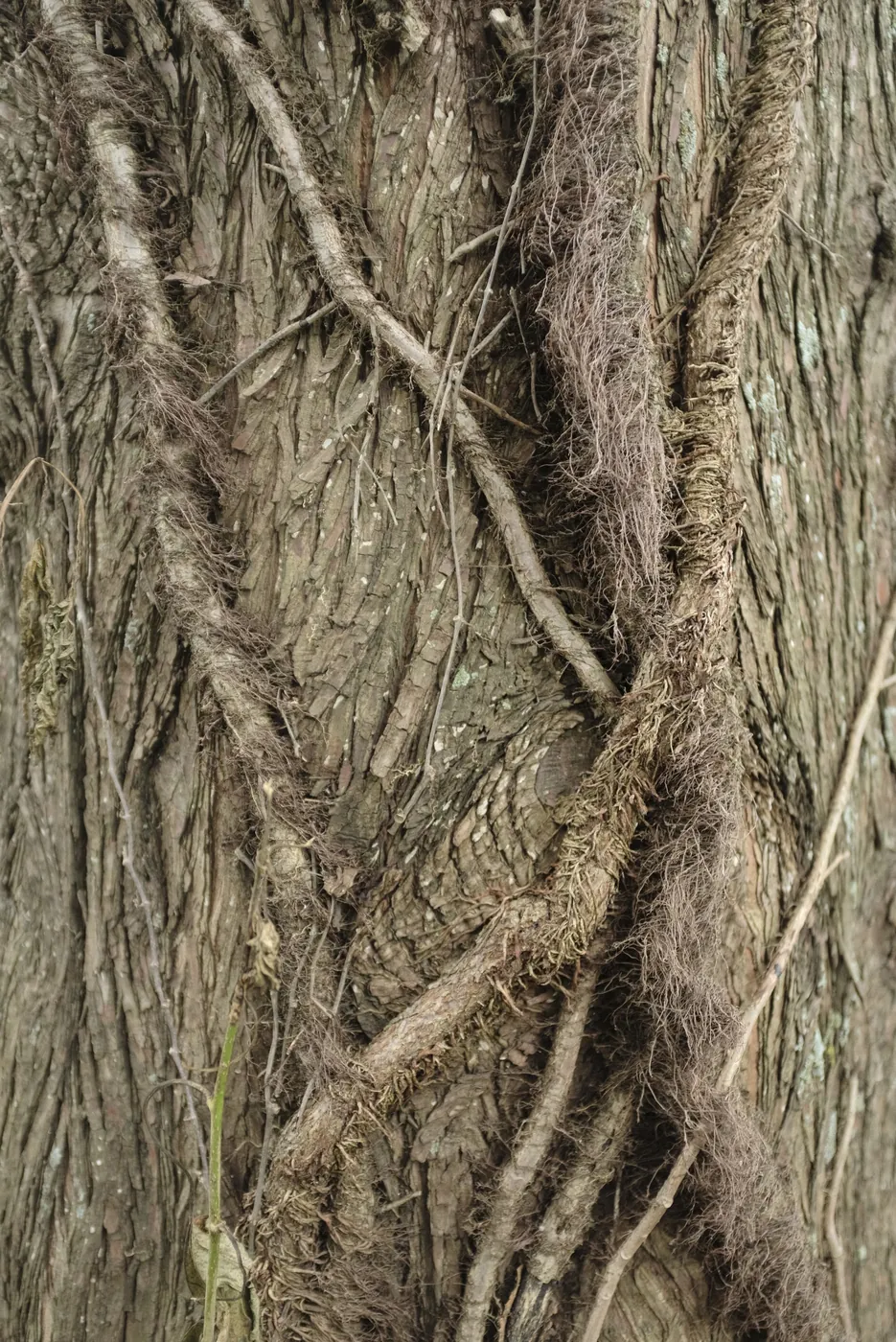 Close-up of a tree trunk's bark with thick, hairy vines growing up and wrapped around it