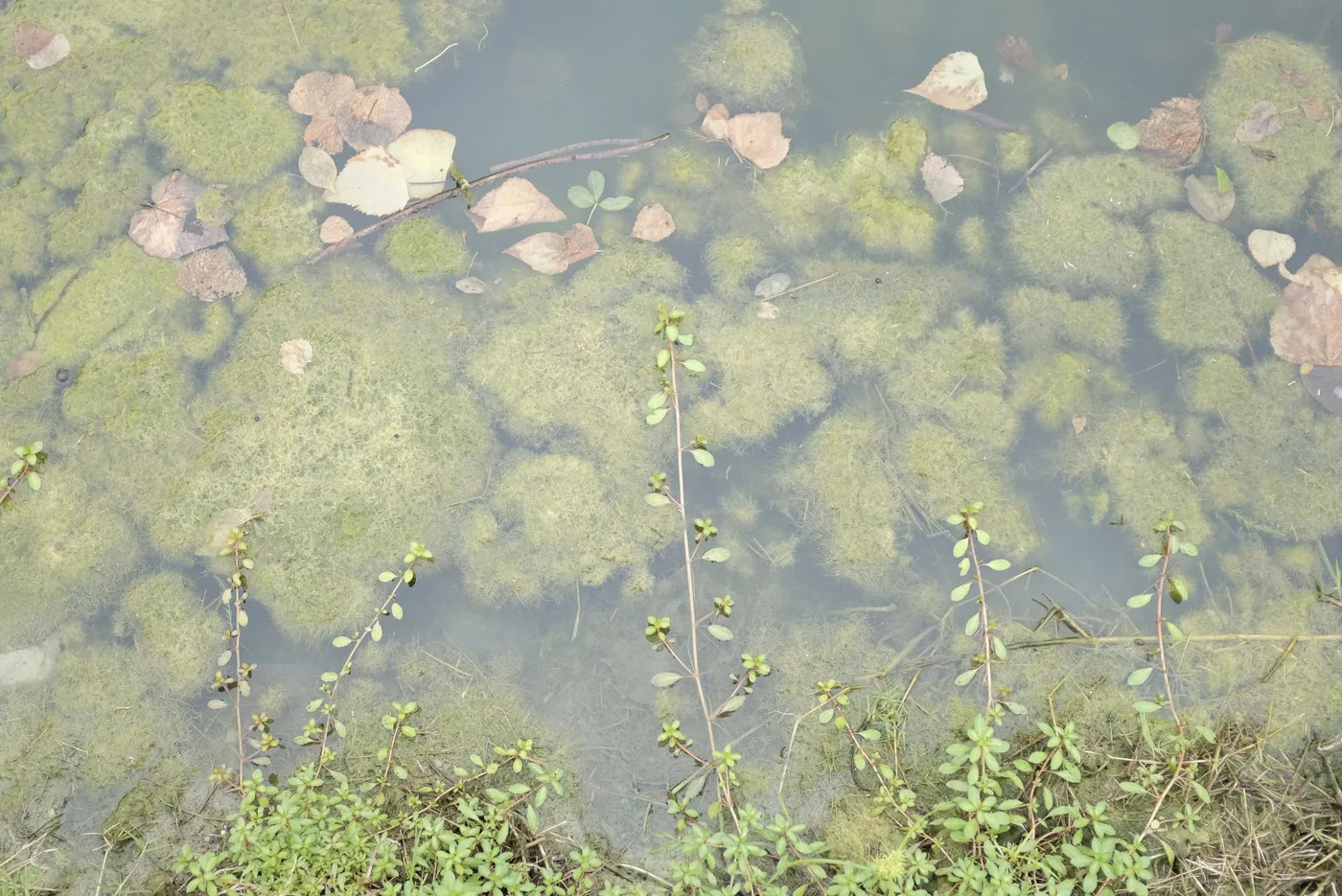 Overhead view of a pond's surface covered in patches of moss, with fallen leaves and small green plants poking up through the water