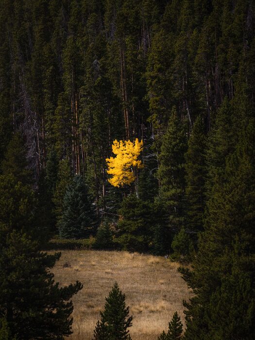 Golden aspen among evergreens, Colorado