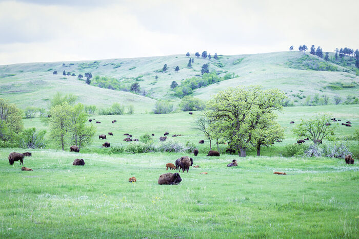 Bison at Custard Park