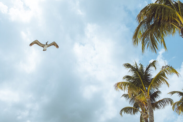 Gull & Palm