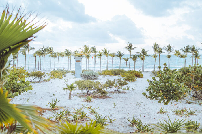 Palm-Lined Shore