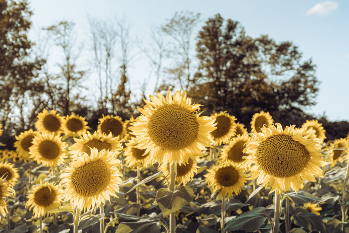 Sunflower Field
