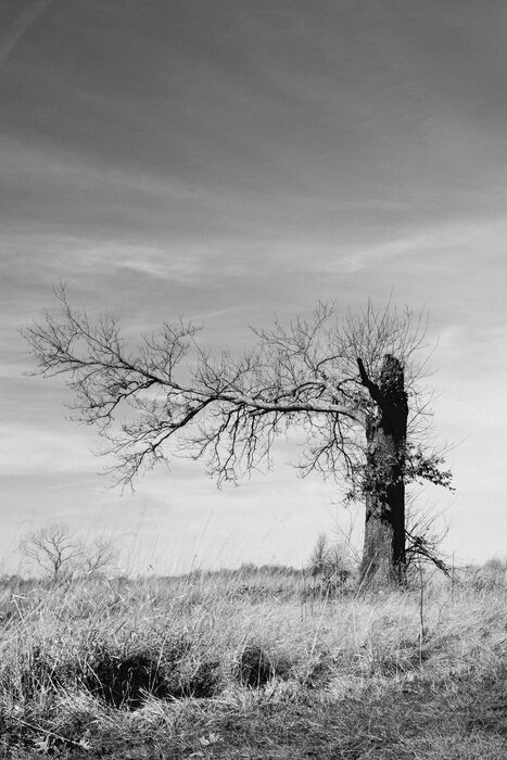 Lone Tree