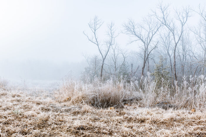 Winter Wonderland