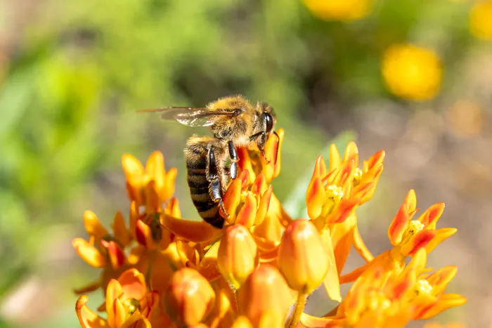 A honeybee on orange butterfly weed, backyard macro