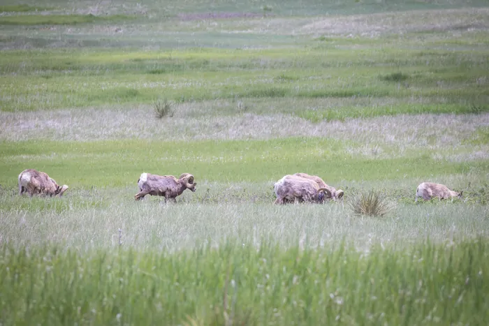 Bighorn rams grazing in tall prairie grass